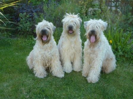 Wheaten sales terrier breeders